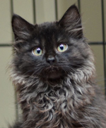 See our Cats for Adoption on Pet Finder